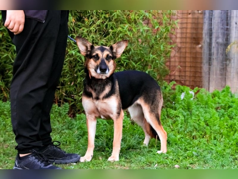 Pflegestelle oder Endstelle für • Arielle gesucht !