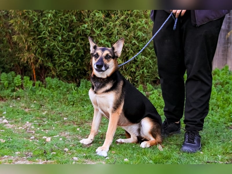 Pflegestelle oder Endstelle für • Arielle gesucht !