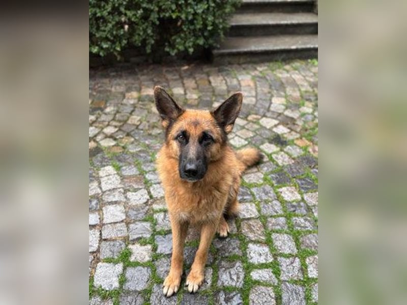 Cora - weiblich, geb. ca 2021