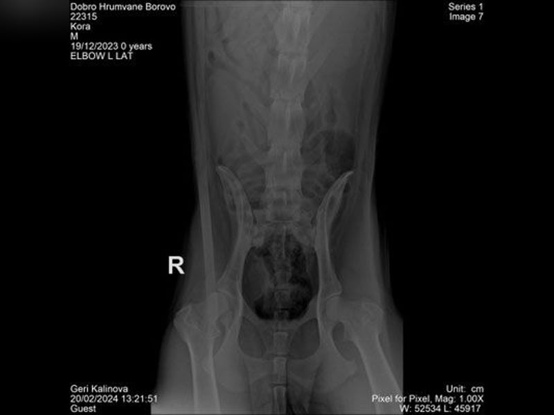 Cora - weiblich, geb. ca 2021