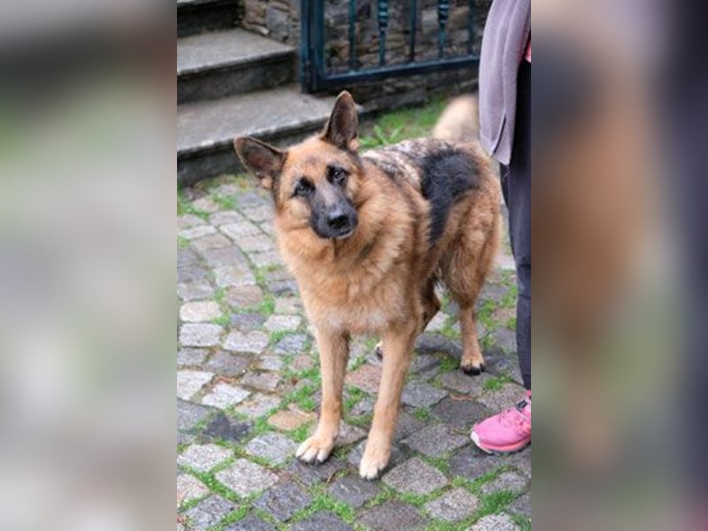 Cora - weiblich, geb. ca 2021