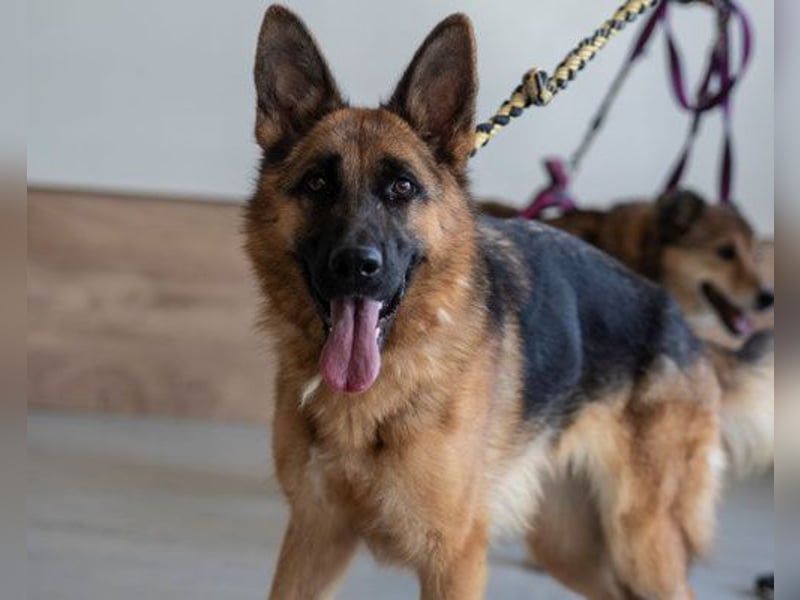 Cora - weiblich, geb. ca 2021