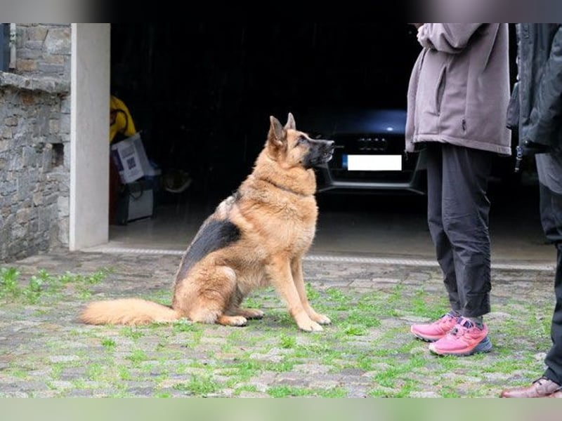 Cora - weiblich, geb. ca 2021