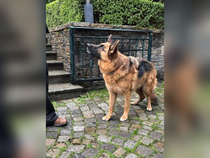 Cora - weiblich, geb. ca 2021