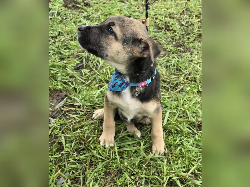 Rufus lieber Hundejunge