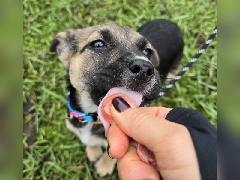 Rufus lieber Hundejunge