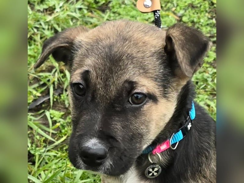 Rufus lieber Hundejunge