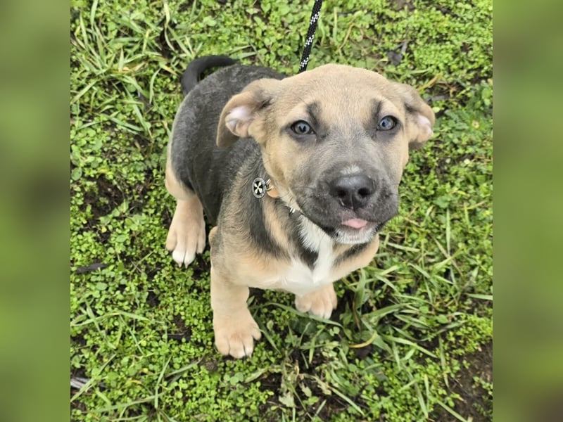 Rübe - Nr. 1 der R-Welpen Truppe