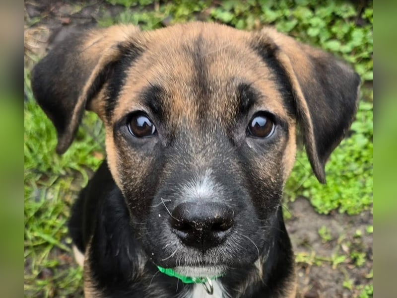 Räuber möchte Dein Herz stehlen