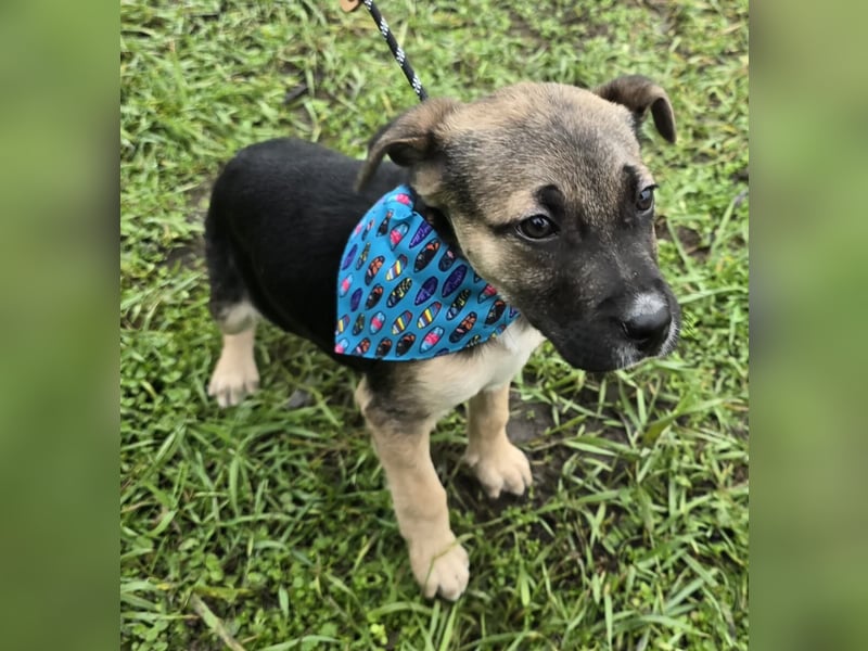 Rufus lieber Hundejunge