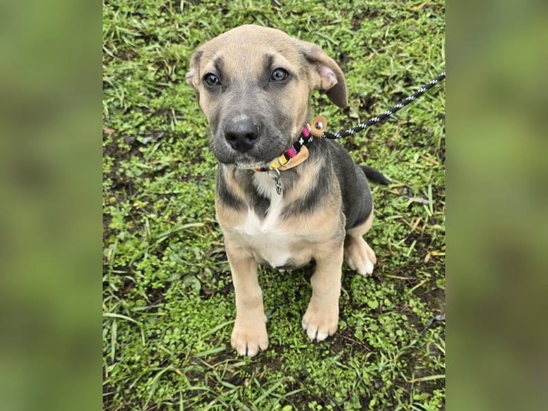 Rübe - Nr. 1 der R-Welpen Truppe