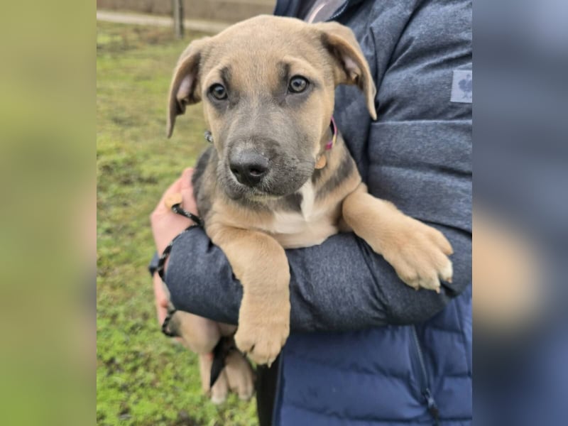 Rübe - Nr. 1 der R-Welpen Truppe