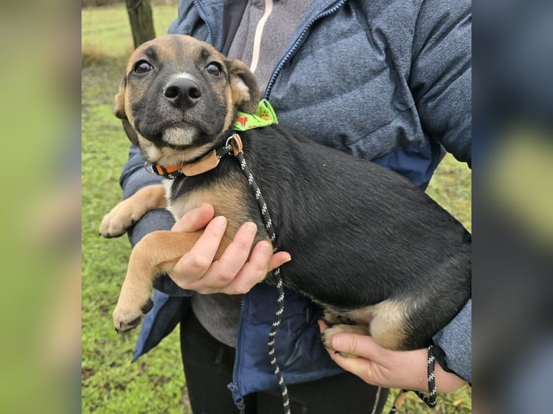 Räuber möchte Dein Herz stehlen
