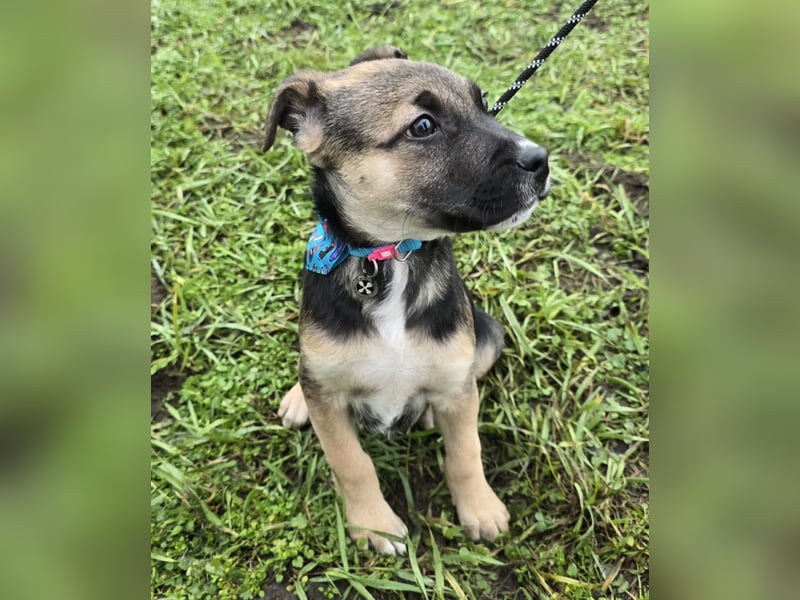 Rufus lieber Hundejunge