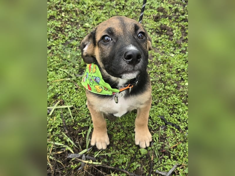 Räuber möchte Dein Herz stehlen