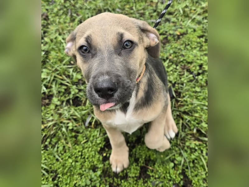 Rübe - Nr. 1 der R-Welpen Truppe