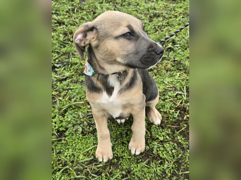 Rübe - Nr. 1 der R-Welpen Truppe