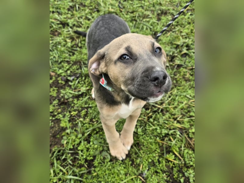 Rübe - Nr. 1 der R-Welpen Truppe