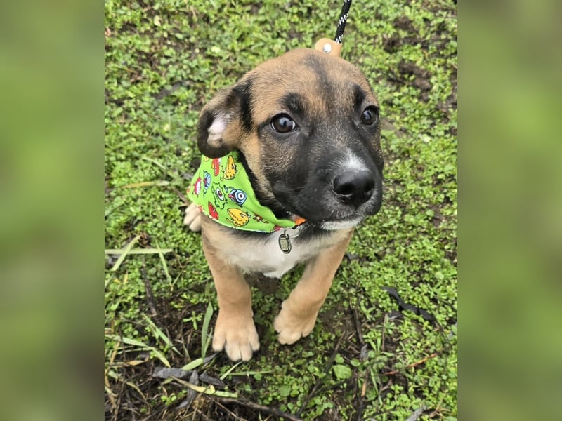 Räuber möchte Dein Herz stehlen