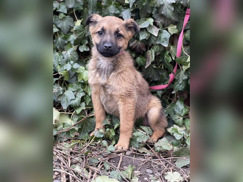 KIRA - sucht ihren sicheren Hafen
