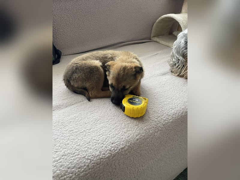 KIRA - sucht ihren sicheren Hafen