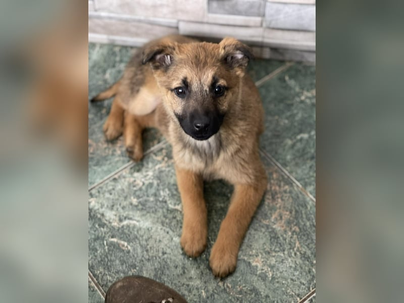 KIRA - sucht ihren sicheren Hafen