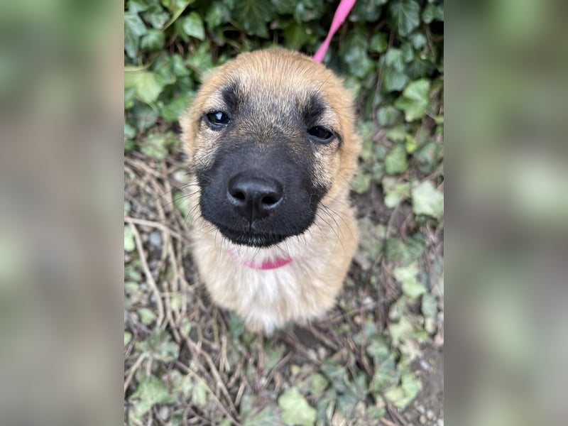 LUNA - darf sie mit dir die Welt entdecken?