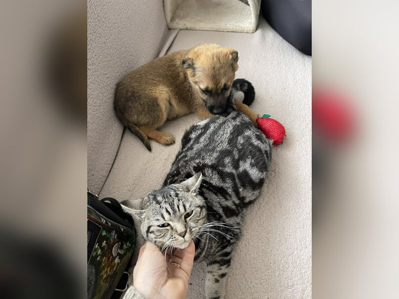 KIRA - sucht ihren sicheren Hafen