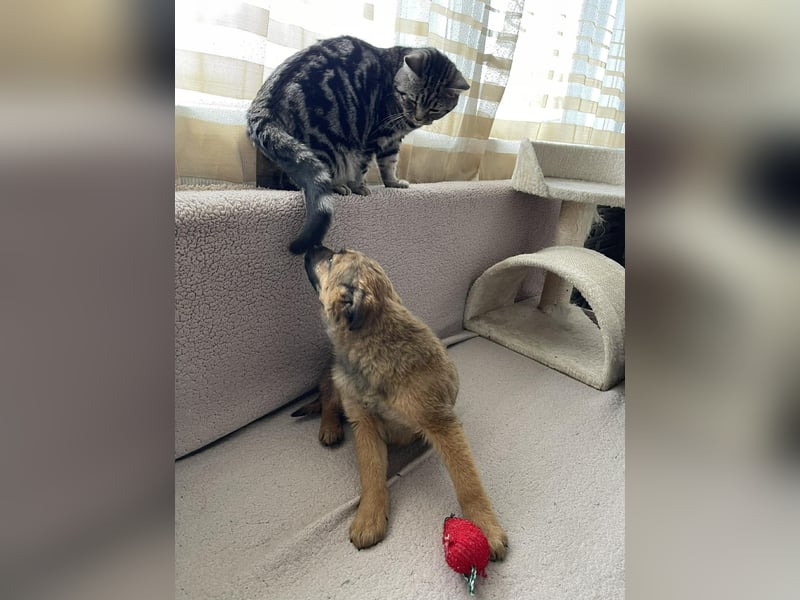 KIRA - sucht ihren sicheren Hafen