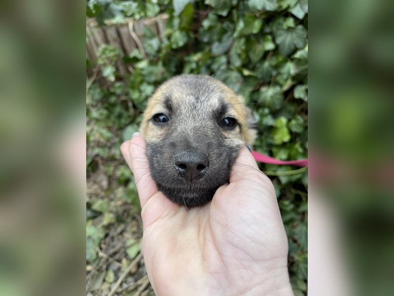 ELSA - ist bereit für ihr Abenteuer