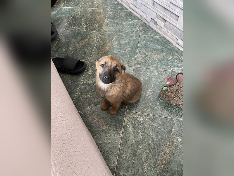 KIRA - sucht ihren sicheren Hafen