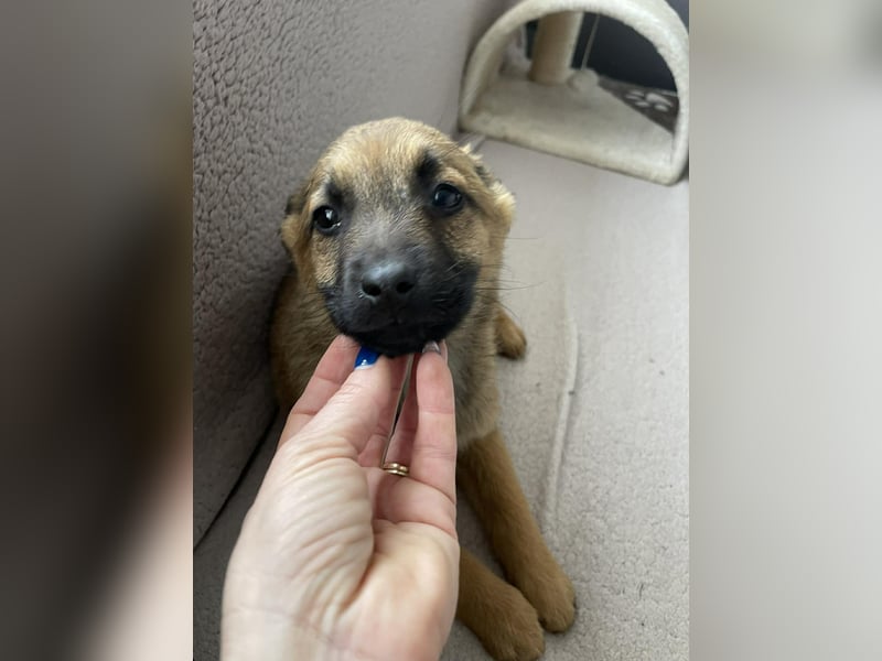 KIRA - sucht ihren sicheren Hafen