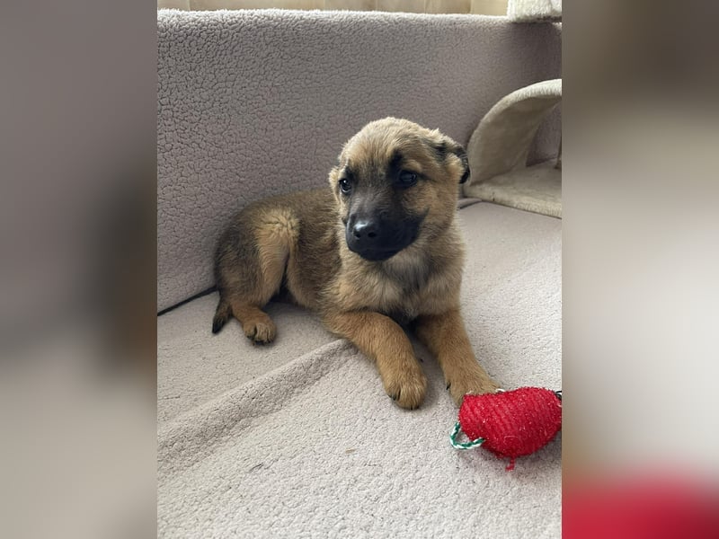 KIRA - sucht ihren sicheren Hafen