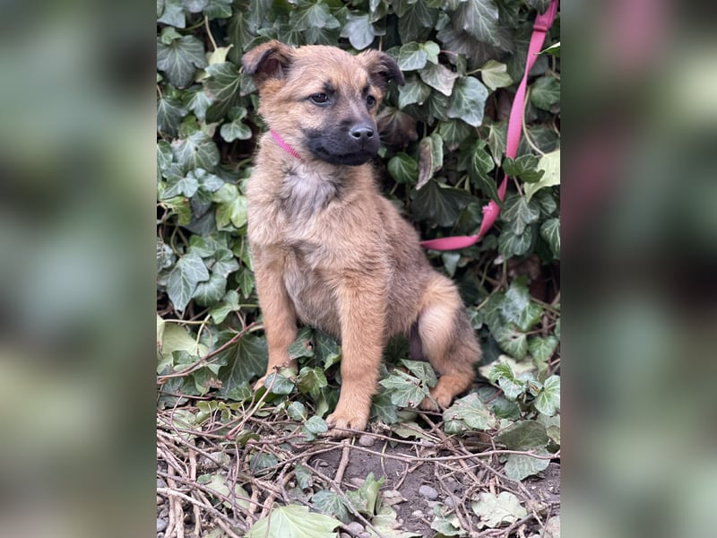 KIRA - sucht ihren sicheren Hafen