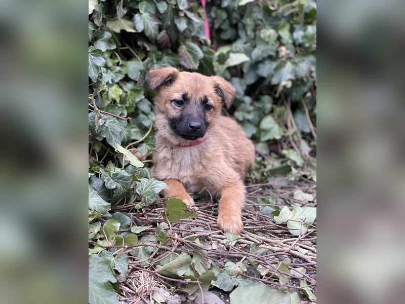 LUNA - darf sie mit dir die Welt entdecken?