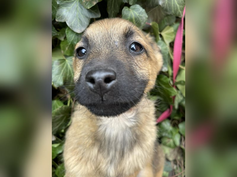 KIRA - sucht ihren sicheren Hafen