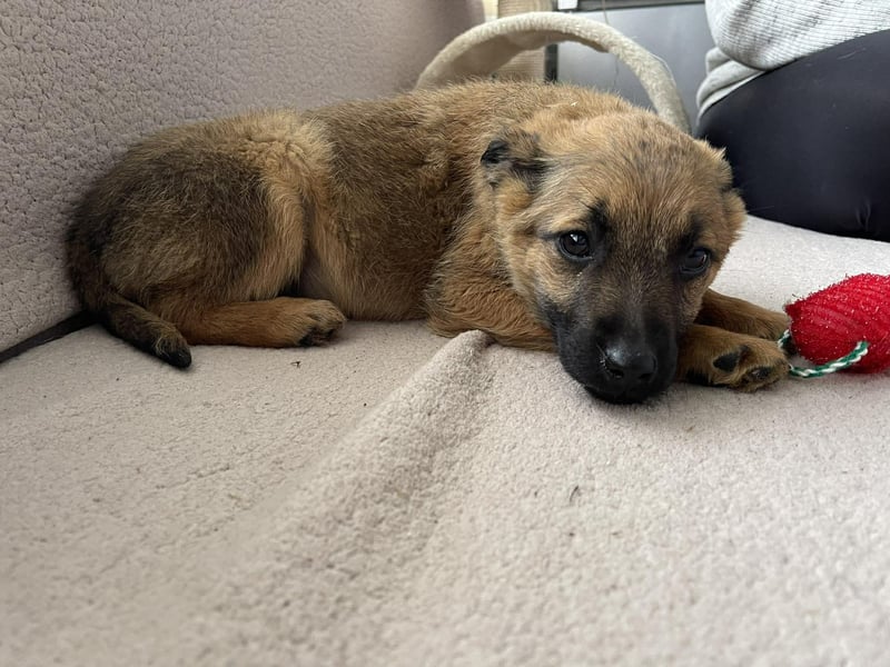 KIRA - sucht ihren sicheren Hafen