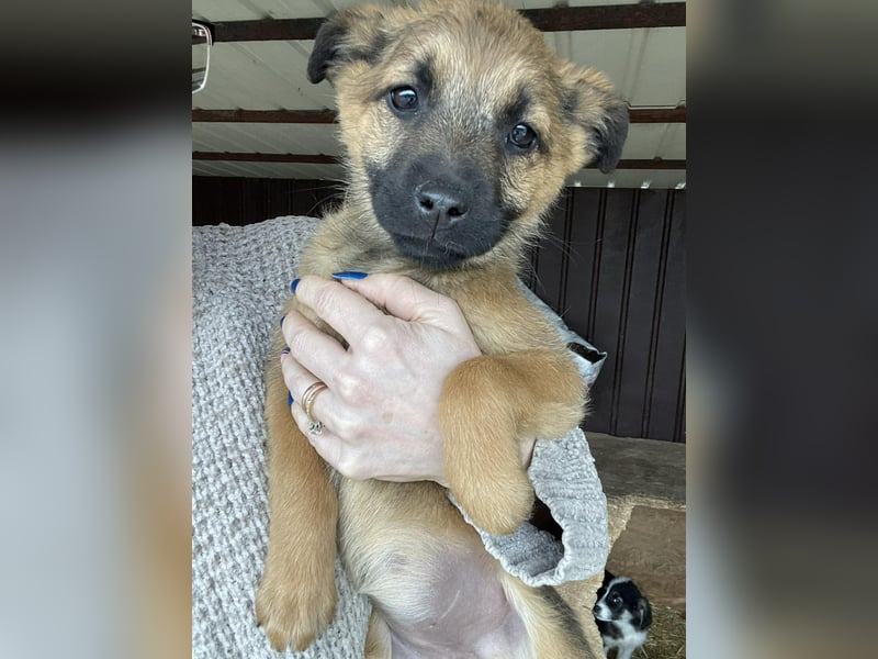 KIRA - sucht ihren sicheren Hafen