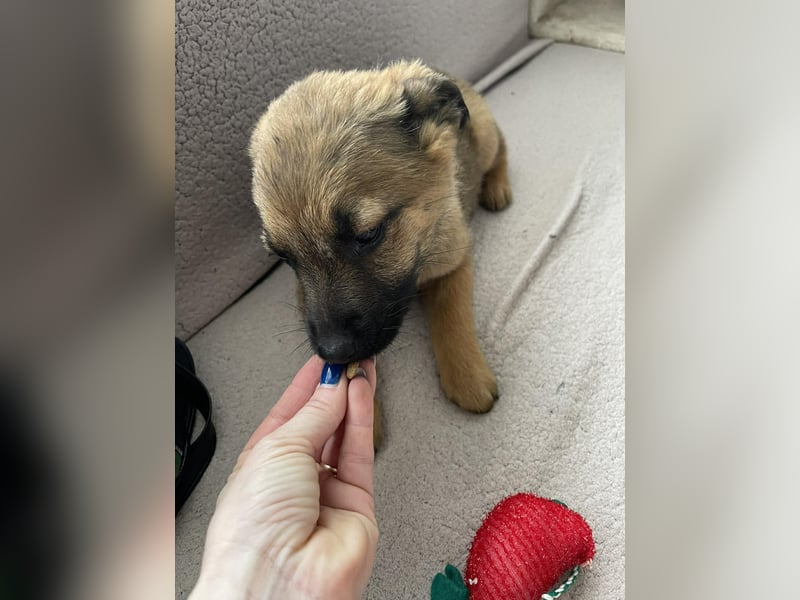 KIRA - sucht ihren sicheren Hafen