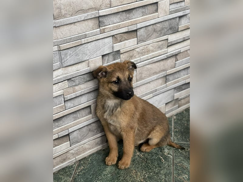 KIRA - sucht ihren sicheren Hafen