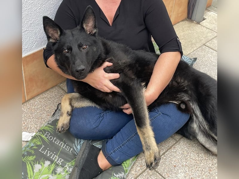 Schäferhund-Mali- Mix