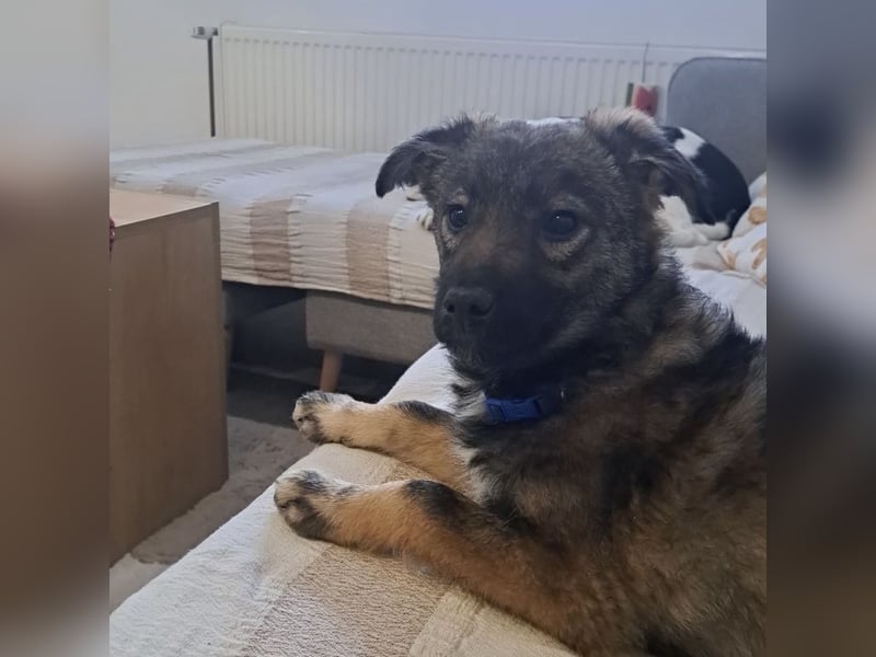 Uno - typisch verspielter freundlicher Welpe