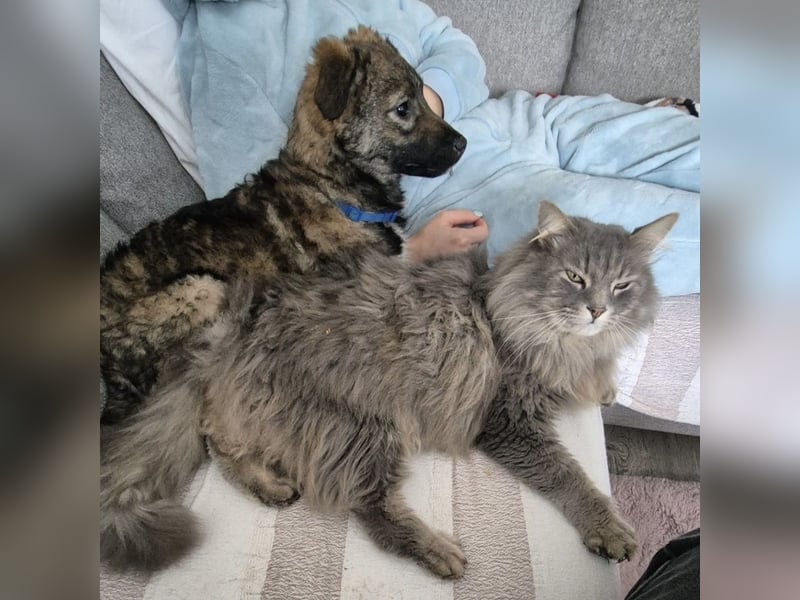 Uno - typisch verspielter freundlicher Welpe