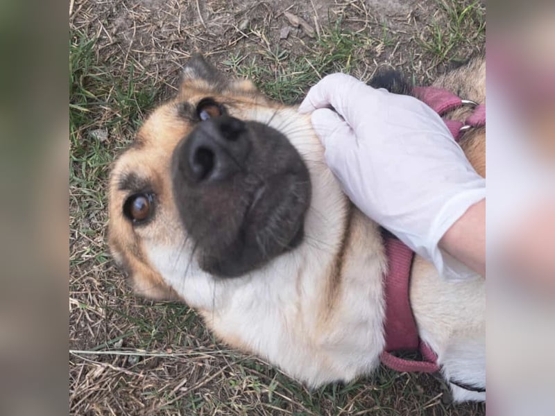 Lu - ein absoluter Notfall