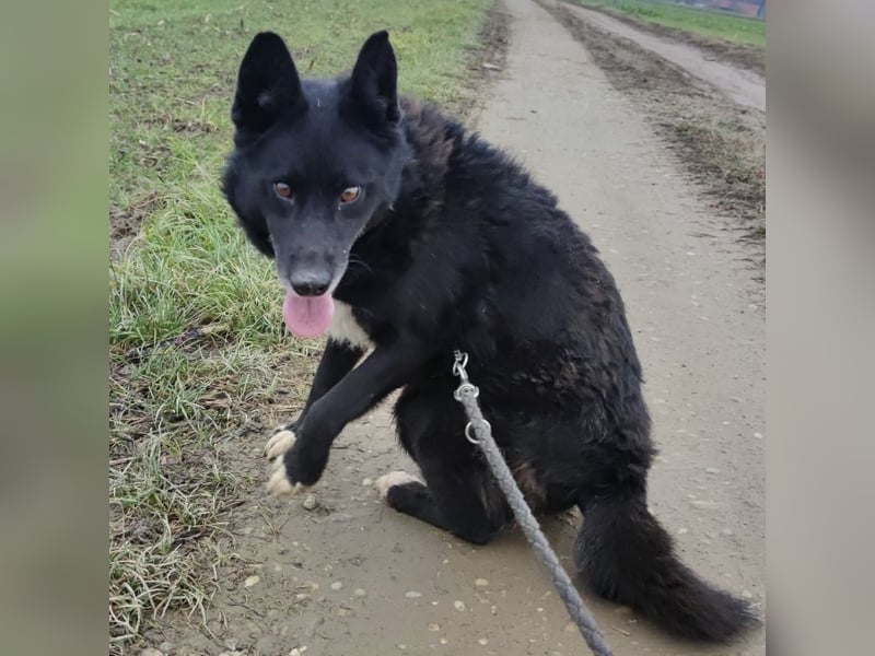 Kenia wartet seit 3 Jahren in Tierheim