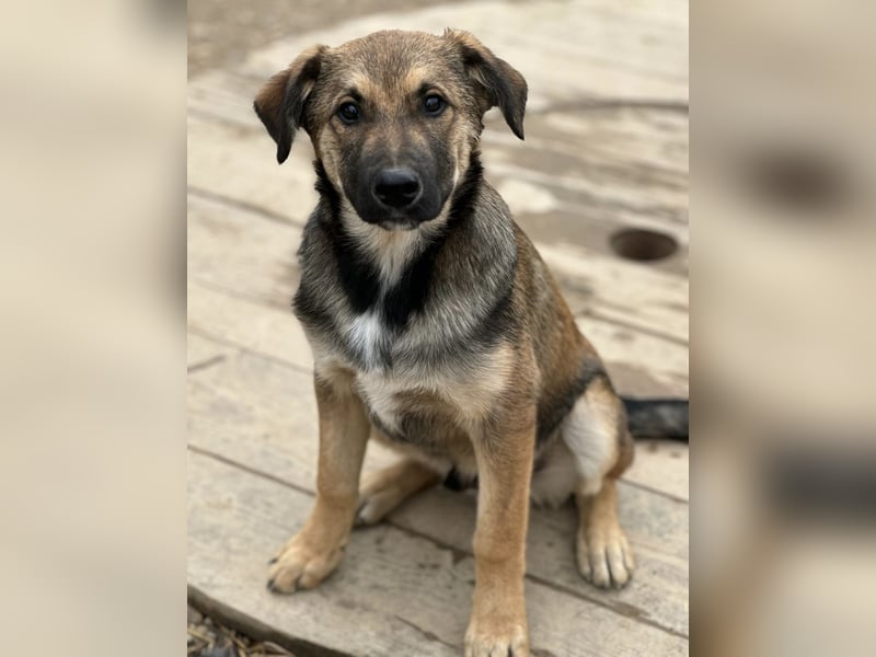 Castor ein wundervoller sanfter Engel