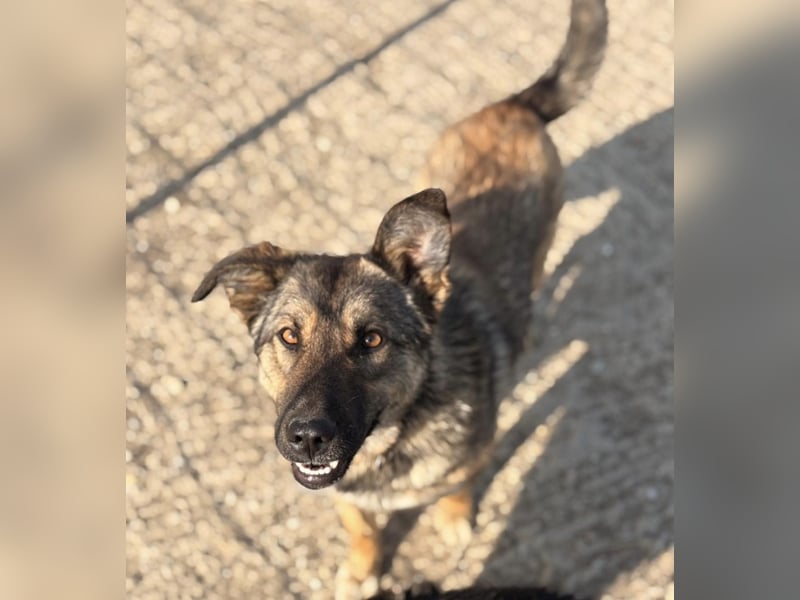 Lupa eine freundliche wundervolle