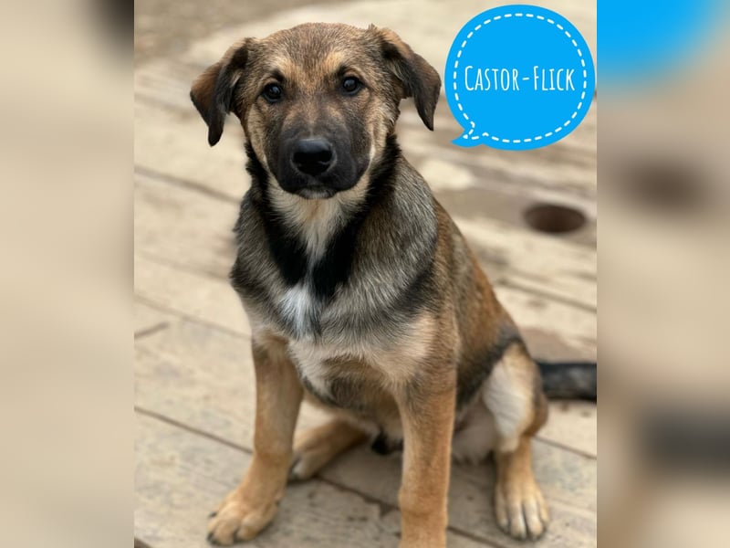 Castor ein wundervoller sanfter Engel