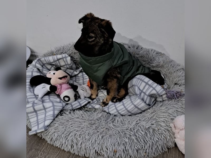 Uno - typisch verspielter freundlicher Welpe