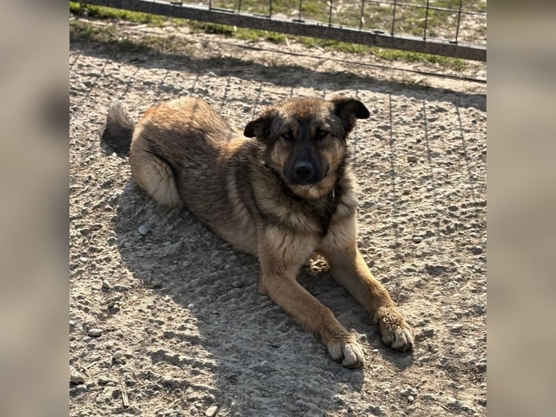 Lupa eine freundliche wundervolle